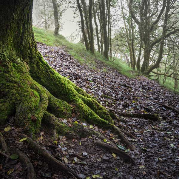 Arbre ancestral de la Maison Geldhane